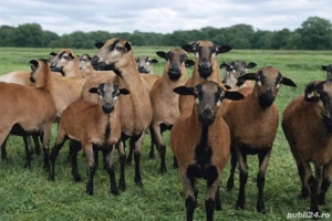 Oi de camerun schimb cu masina 3500euro - imagine 2