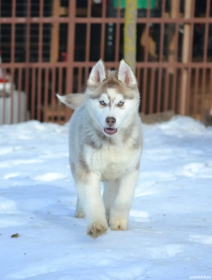 Husky Siberian cu pedigree  - imagine 2