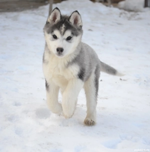 Husky Siberian cu pedigree  - imagine 3