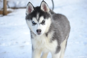 Husky Siberian cu pedigree  - imagine 4