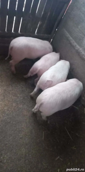 Vand ce se vede in poze 