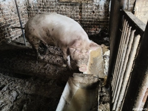 Vând scroafa,buna de prăsilă!! - imagine 2