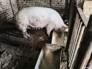 Vând scroafa,buna de prăsilă!!