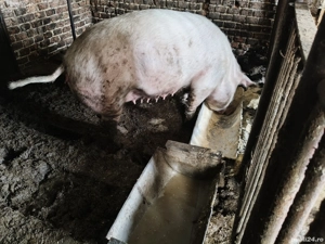 Vând scroafa,buna de prăsilă!! - imagine 3