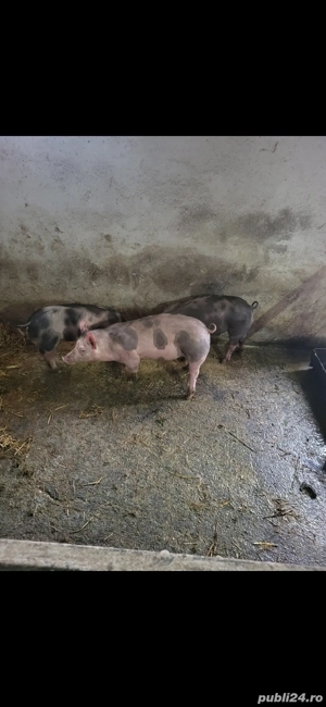 Vand 3 grasuni pietrani 