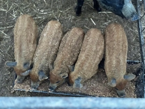 Vand purcei mangalita  - imagine 3