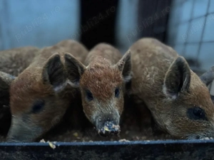 Vand purcei mangalita  - imagine 4