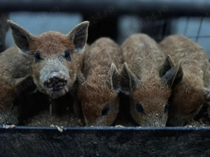 Vand purcei mangalita  - imagine 5