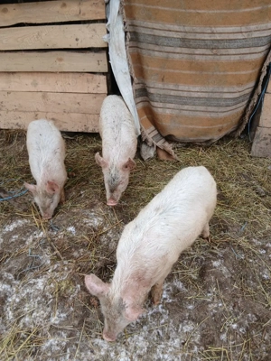 vand porci - imagine 2