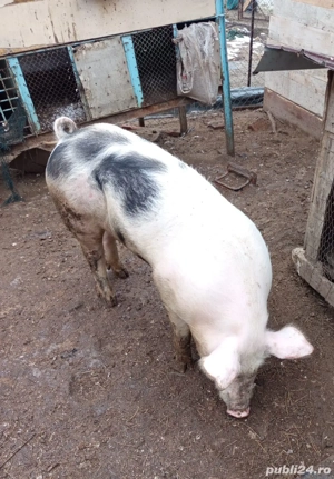 Porc de vanzare 