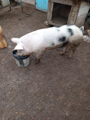 Porc de vanzare  - imagine 2