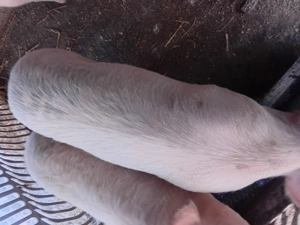 Porci de vanzare de 70 80 de kg - imagine 3