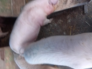 Porci de vanzare de 70 80 de kg - imagine 2