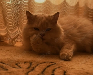 British longhair motan - imagine 2