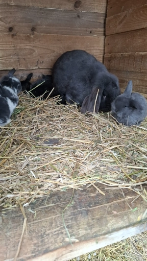 Vând iepuroaică cu puiuți berbec german  - imagine 2