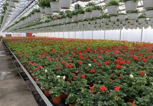 Sere de Florii Olanda 