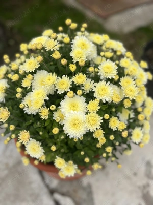 Vând catalog london