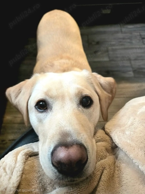 Pet Sitter privat - imagine 2