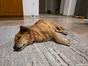 Pet Sitter privat - imagine 4