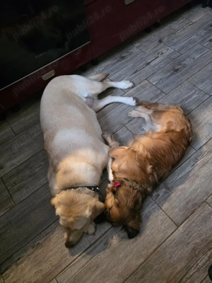 Pet Sitter privat - imagine 3