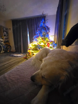 Pet Sitter privat - imagine 5