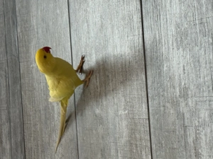 Micul Alexander în vârstă de aproximativ 1,5ani  își caută altă căsuță!