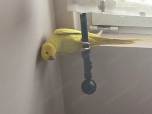 Micul Alexander în vârstă de aproximativ 1,5ani  își caută altă căsuță! - imagine 3