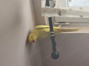 Micul Alexander în vârstă de aproximativ 1,5ani  își caută altă căsuță! - imagine 4