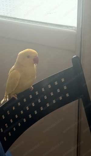 Micul Alexander în vârstă de aproximativ 1,5ani  își caută altă căsuță! - imagine 5