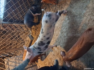 Vind purcea de 6 luni pt.reproductie pret 900 llei si un soldanel  rosu oricare ,impreuna sau separa - imagine 3