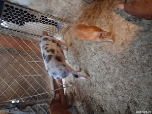 Vind purcea de 6 luni pt.reproductie pret 900 llei si un soldanel  rosu oricare ,impreuna sau separa - imagine 2