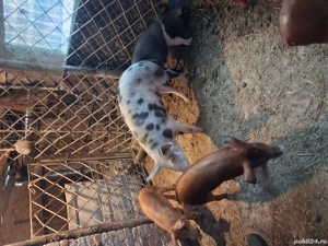 Vind purcea de 6 luni pt.reproductie pret 900 llei si un soldanel  rosu oricare ,impreuna sau separa - imagine 4