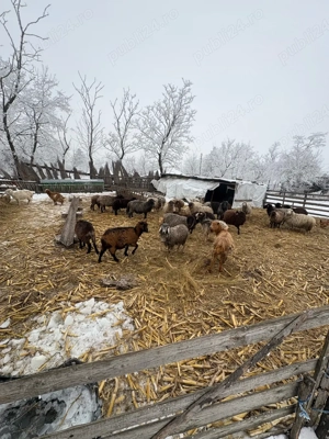 Oi foarte bune de lapte - imagine 3