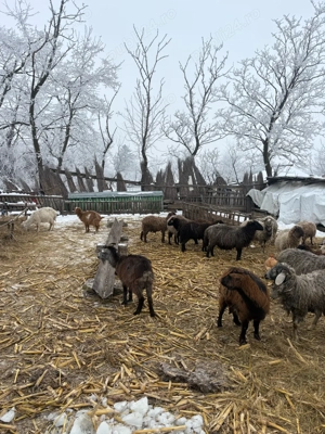 Oi foarte bune de lapte - imagine 5