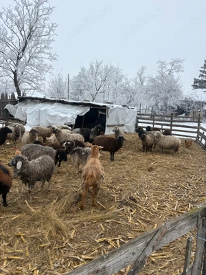 Oi foarte bune de lapte