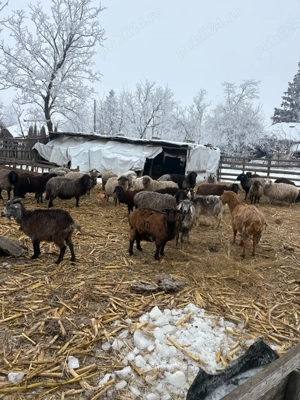 Oi foarte bune de lapte - imagine 4