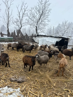 Oi foarte bune de lapte - imagine 2