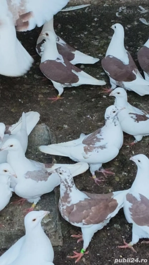 Porumbei voiajori mai multe culori