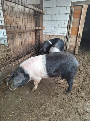 Porci rasa bazna 10 lei kg  - imagine 2