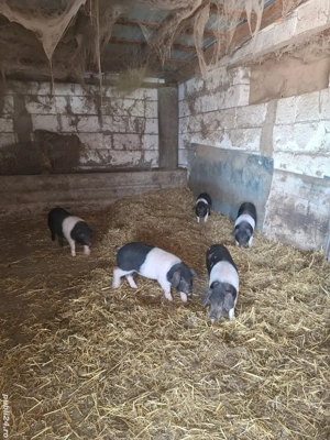 Vand purcei bazna rasa pura 