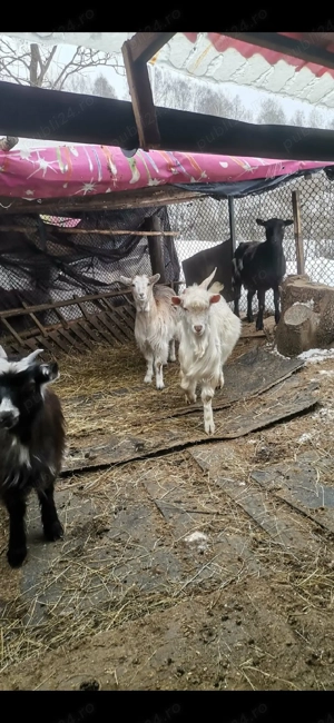 vănd. capre. mature. gestante. și. tineret urgent.