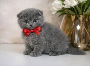 Puiuț Scottish Fold blue  - imagine 3