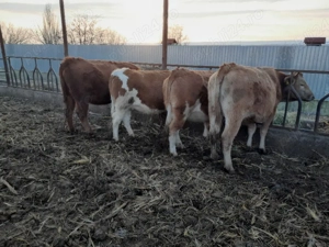 vând junici gestante 