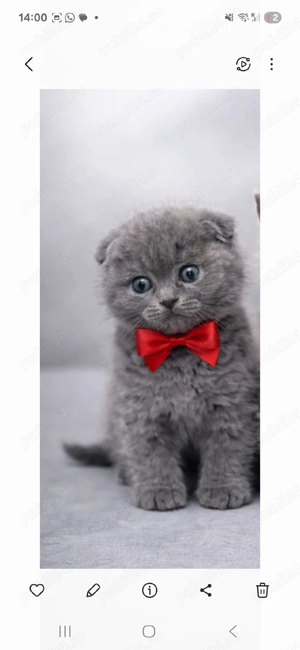 Puiuț Scottish Fold blue  - imagine 4