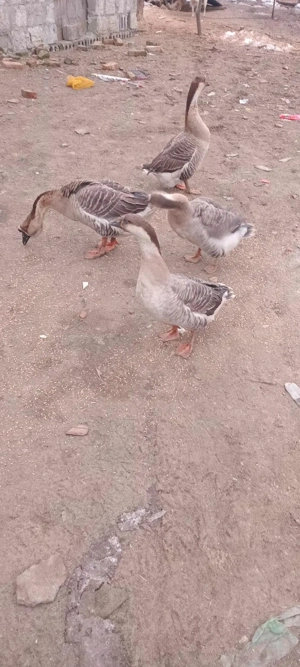 vând 4 gaste 500 de lei - imagine 2