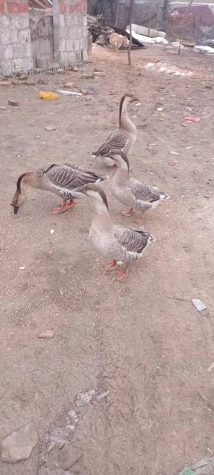 vând 4 gaste 500 de lei