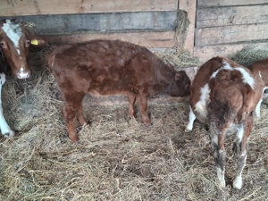 Vand 2 vitei de 3 luni