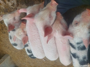 Purcei de vânzare - imagine 2