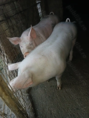 De vânzare porci  - imagine 2
