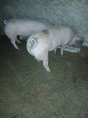 De vânzare porci 